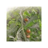 Tuteur Tomate Spiral Diamètre 7 Mm -Cheap Garantia || ESSCHERT DESIGN || Biohort Store tuteur tomate spiral diametre 7 mm